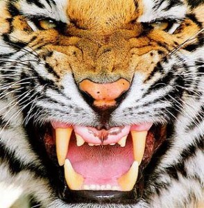 essere-tigre-L-0XTE4Y1